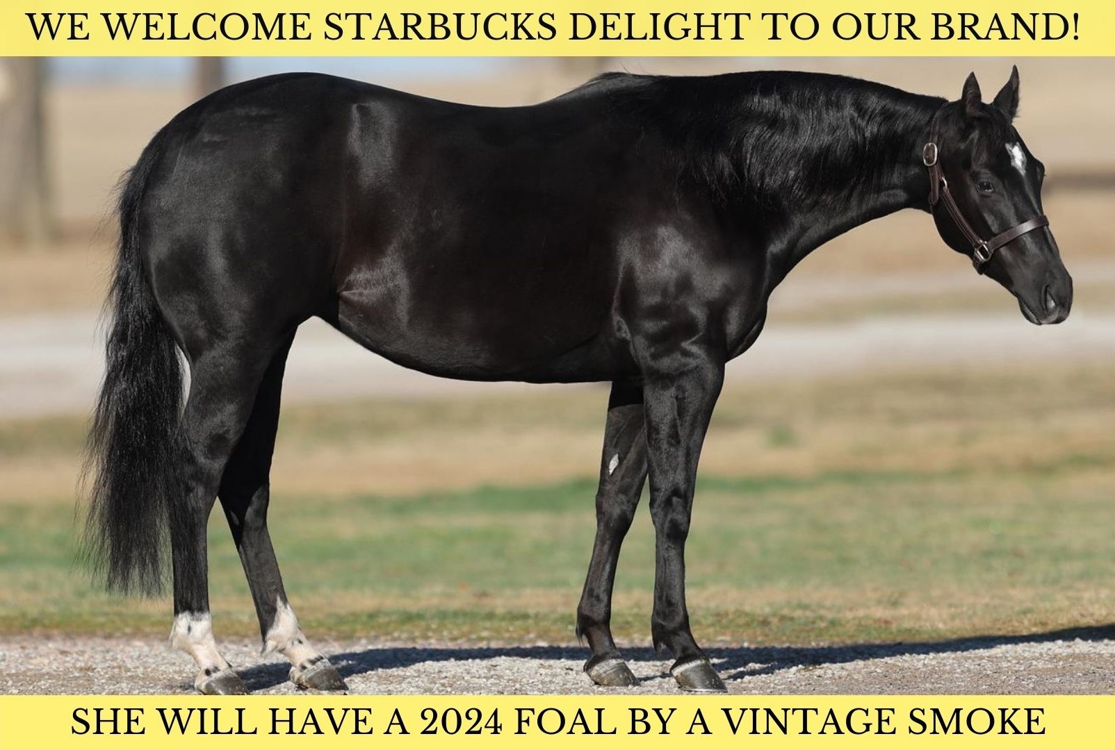 WE WELCOME STARBUCKS DELIGHT TO OUR BRAND